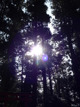 箱根神社2012 008.jpg