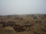 箱根神社2012 025.jpg